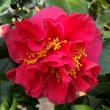 Margaret Wells